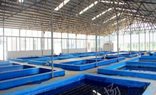 水產(chǎn)品重量分撿機(jī):自動(dòng)稱(chēng)重分撿成多重量級(jí)別