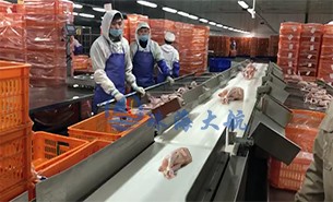 白條雞分揀機(jī)、整鴨分選機(jī)高效取代人工分揀，比人工快5倍