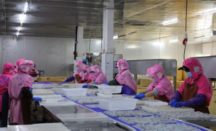 珠海大航淡水魚重量分選機(jī)，實(shí)現(xiàn)精準(zhǔn)分級(jí)與高效生產(chǎn)