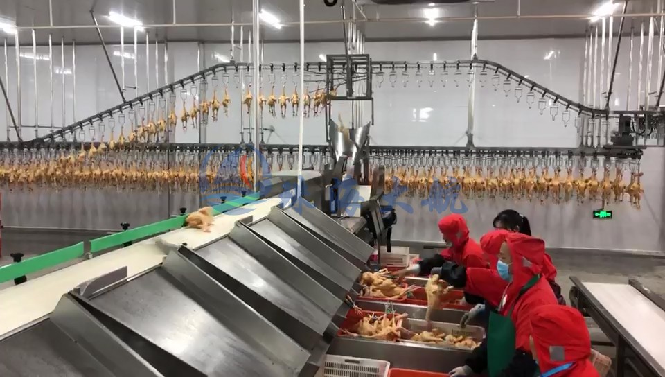 禽肉分選機(jī)客戶現(xiàn)場(chǎng).jpg
